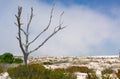 Dry tree in landscape arid
