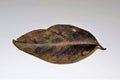Dry tree leaf, in detail Royalty Free Stock Photo