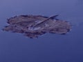 A dry tree leaf floating in water illustration in dark slate blue.