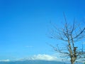 Dry tree without leaves against blue clouds in the morning