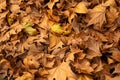 Dry tree leaves in the autumn. Accumulation of fallen leaves. Concept of dryness and death. Passage of time in a living being