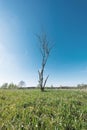 Dry tree without leaves in green meadow Royalty Free Stock Photo