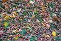 Dry tree leaves texture on forest floor Royalty Free Stock Photo