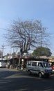 dry tree but looks well composed