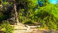 Dry Tree Lying Down And Surrounding Are Lush Green Trees Plants. Background Blue Sky. Royalty Free Stock Photo