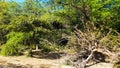 Dry Tree Lying Down And Surrounding Are Lush Green Trees Plants. Background Blue Sky. Royalty Free Stock Photo