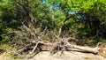 Dry Tree Lying Down And Surrounding Are Lush Green Trees Plants. Background Blue Sky. Royalty Free Stock Photo