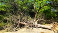 Dry Tree Lying Down And Surrounding Are Lush Green Trees Plants. Background Blue Sky. Royalty Free Stock Photo