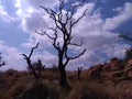 A dry tree on the mountainside