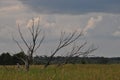 dry tree in the meadows against the backdrop of a thunderstorm sky Royalty Free Stock Photo