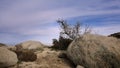 Dry tree in the middle of boulders at Anza Borrego state park Royalty Free Stock Photo