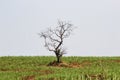 Dry tree