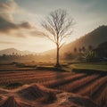 A Dry Tree in the middle of a rice field Royalty Free Stock Photo