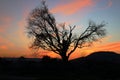 Dry tree in the middle of the sunset on a mountain