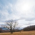 Dry tree among mountain valley in dense clouds Royalty Free Stock Photo
