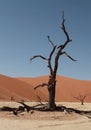 Wallpaper. Dry tree in the Namib desert. Sossusvlei Royalty Free Stock Photo