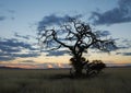 Dry Tree in Namibian Sundown Royalty Free Stock Photo