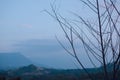 Dry tree with nature back view