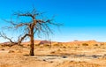 Dry Tree Royalty Free Stock Photo