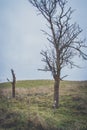 dry tree near the road in the autumn cloudy day Royalty Free Stock Photo