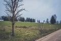 dry tree near the road in the autumn cloudy day Royalty Free Stock Photo