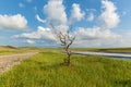 Dry tree near the road Royalty Free Stock Photo