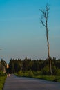 Dry tree near rural road. Pedestrian road in Moscow district with tall dead leavless pine and clear sky