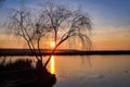 Dry tree at sunset on Comana lake, Giurgiu, Romania.