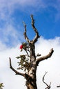 Dry tree and one red Rhodrodrendron flower Royalty Free Stock Photo
