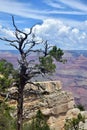 Dry tree over the Grand Canyon Royalty Free Stock Photo