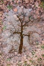 Dry tree reflected in water