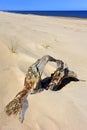 Dry tree remaining on sand dunes and beach of Baltic Sea central shore near town of Rowy in Poland Royalty Free Stock Photo