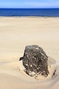 Dry tree remaining on sand dunes and beach of Baltic Sea central shore near town of Rowy in Poland Royalty Free Stock Photo