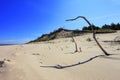 Dry tree remaining on sand dunes and beach of Baltic Sea central shore near town of Rowy in Poland Royalty Free Stock Photo