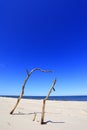 Dry tree remaining on sand dunes and beach of Baltic Sea central shore near town of Rowy in Poland Royalty Free Stock Photo