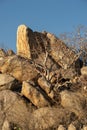 dry tree in rocks Royalty Free Stock Photo