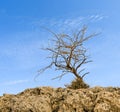 Dry tree on rocks Royalty Free Stock Photo