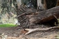 Dry tree roots eucalyptus. Royalty Free Stock Photo