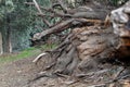 Dry tree roots eucalyptus. Royalty Free Stock Photo