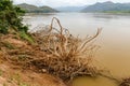 Dry tree roots in water near the shore, Mekong river, Laos Royalty Free Stock Photo