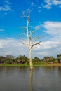 Dry tree in the Rufiji River, Selous game reserve Royalty Free Stock Photo