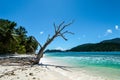 Dry tree on the sandy beach. Seychelles Royalty Free Stock Photo