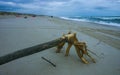 A dry tree on the sandy shore of the Atlantic Ocean in Island Beach State Park, New Royalty Free Stock Photo