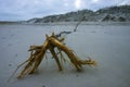 A dry tree on the sandy shore of the Atlantic Ocean in Island Beach State Park, New Royalty Free Stock Photo