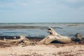 Dry tree on the shore of the wild sea Royalty Free Stock Photo