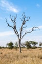 Dry tree in savannah, Kruger National Park. South Africa Royalty Free Stock Photo