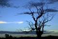 Dry Tree Silhouette Royalty Free Stock Photo