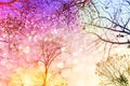 Dry tree silhouette colorful sunset sky with glitter light in soft pastel tone Royalty Free Stock Photo