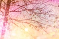 Dry tree silhouette colorful sunset sky with glitter light in soft pastel tone Royalty Free Stock Photo