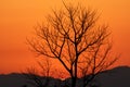 Dry tree silhouette in desert sunset Royalty Free Stock Photo